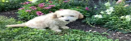 Mini Goldendoodle dogs for sale: Sparkle  - Ad 8