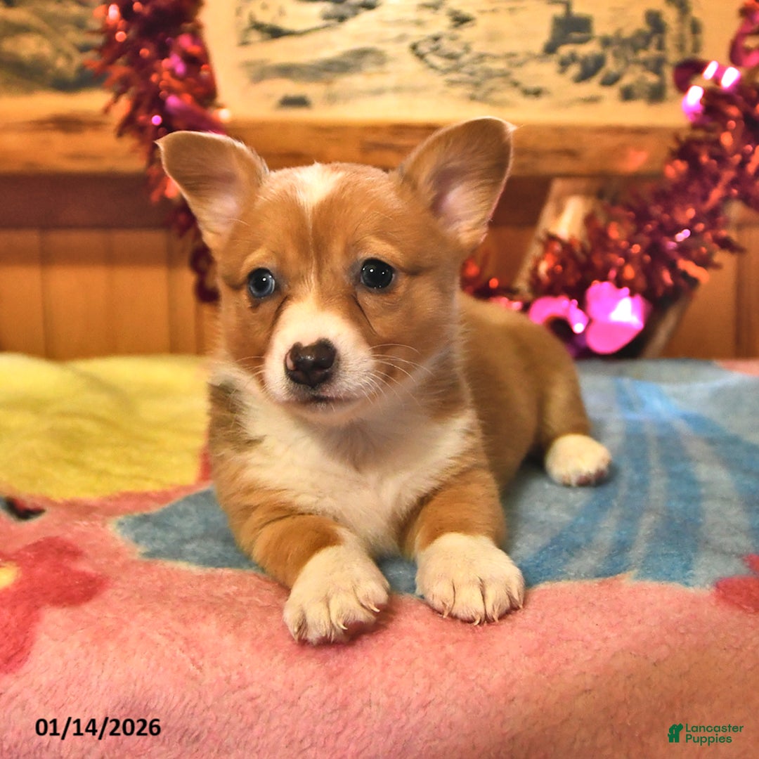 Welsh Corgi Pembroke dogs for sale: Sienna - Ad 2