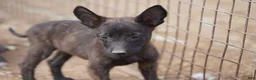 Dutch Shepherd dogs for sale: Dutchie F 1 - Ad 4