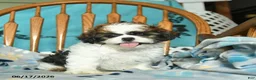 Shih Tzu dogs for sale: Owen  - Ad 4