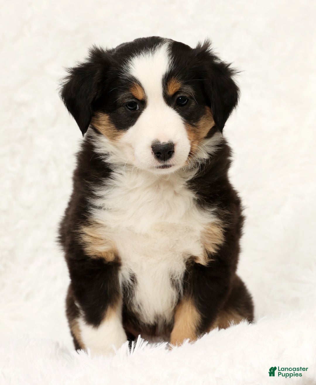 Australian Shepherd dogs for sale: Oakley - Ad 6