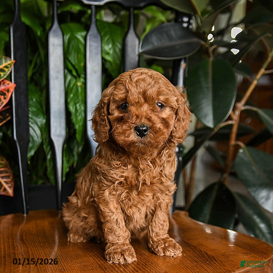 Cavapoo dogs for sale: Blaze - Ad 1