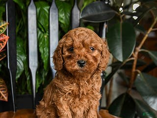 Cavapoo dogs Blaze - Ad 33