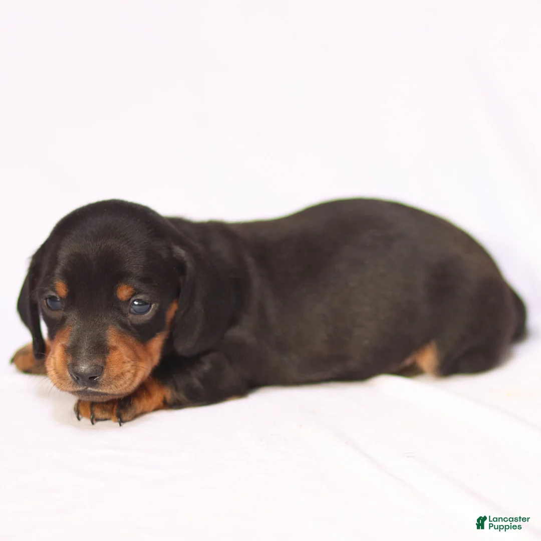 Miniature Dachshund dogs for sale: Hershey - Ad 10