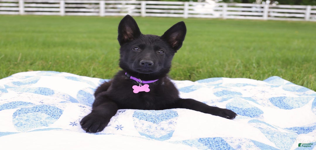 Gallery Image {{count}}