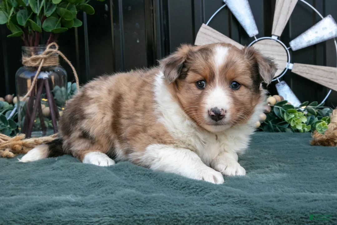 Mixed Breed dogs for sale: Flower - Ad 2