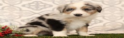Miniature Australian Shepherd dogs for sale: Rover - Ad 4