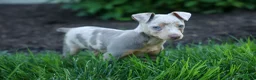 Miniature Pinscher dogs for sale: MOLLY - Ad 4