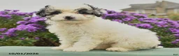 Cavapoo dogs for sale: Hattie - Ad 4