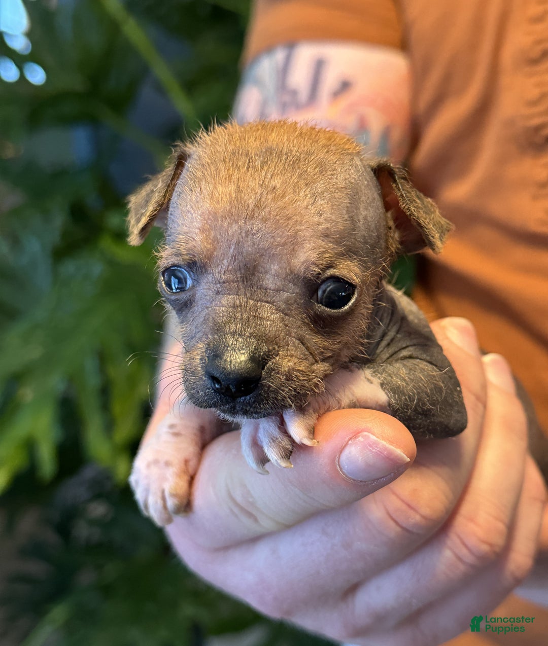 Mixed Breed dogs for sale: Chief - Ad 5