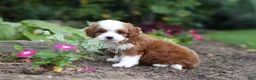 Cavapoo dogs for sale: Brody - Ad 6