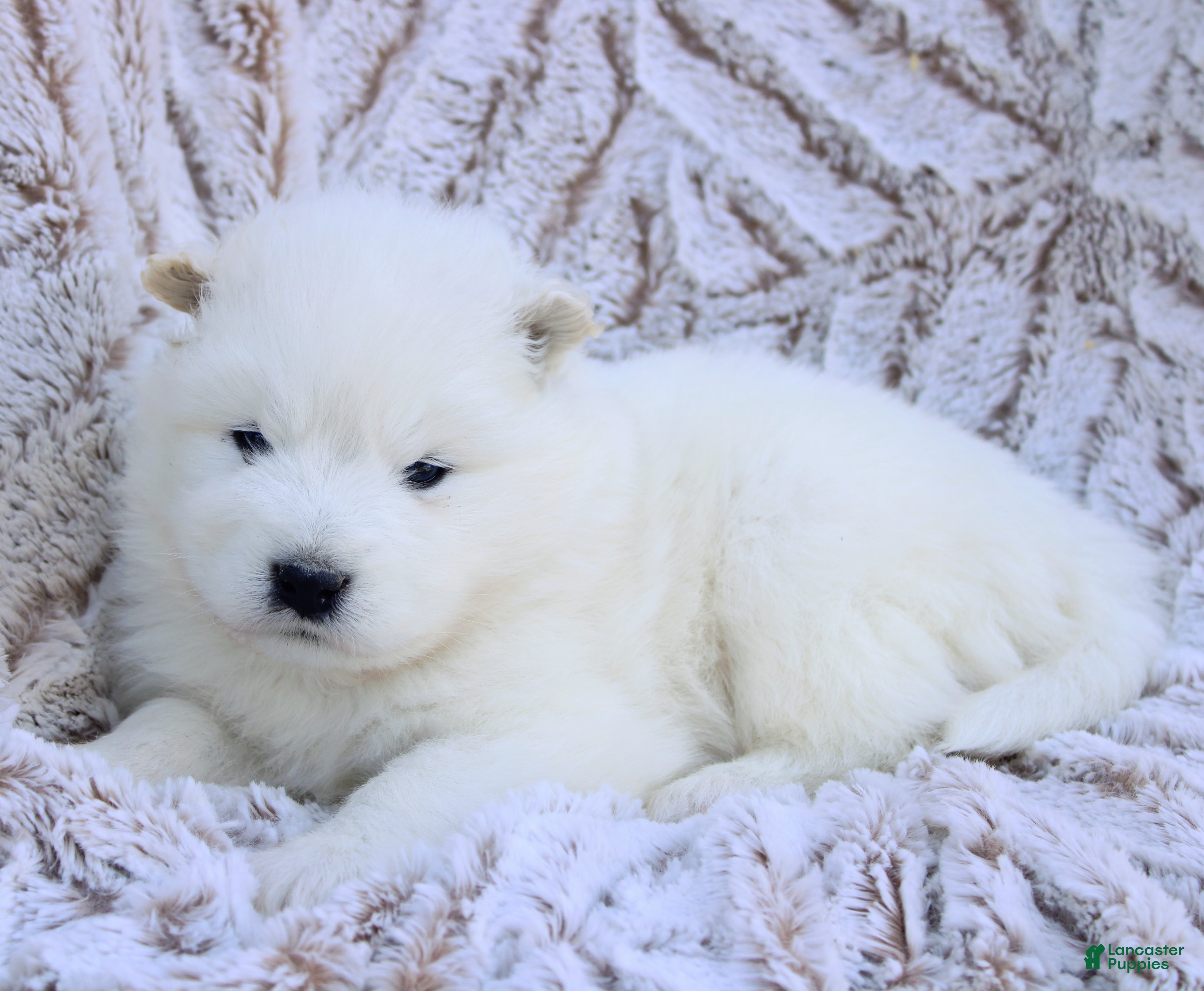 Samoyed dogs Samoyed Puppy 3 - Ad 5