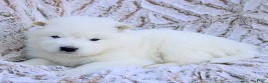 Samoyed Puppy 3