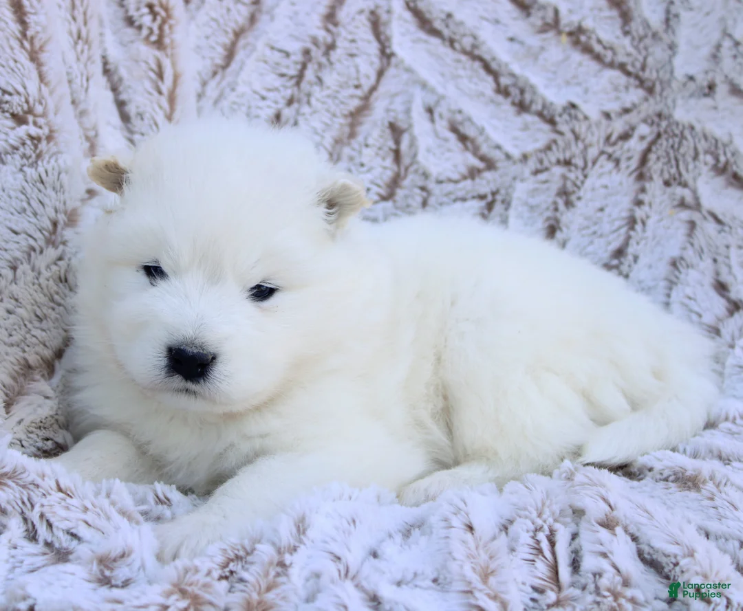 Samoyed dogs for sale: Samoyed Puppy 3 - Ad 1