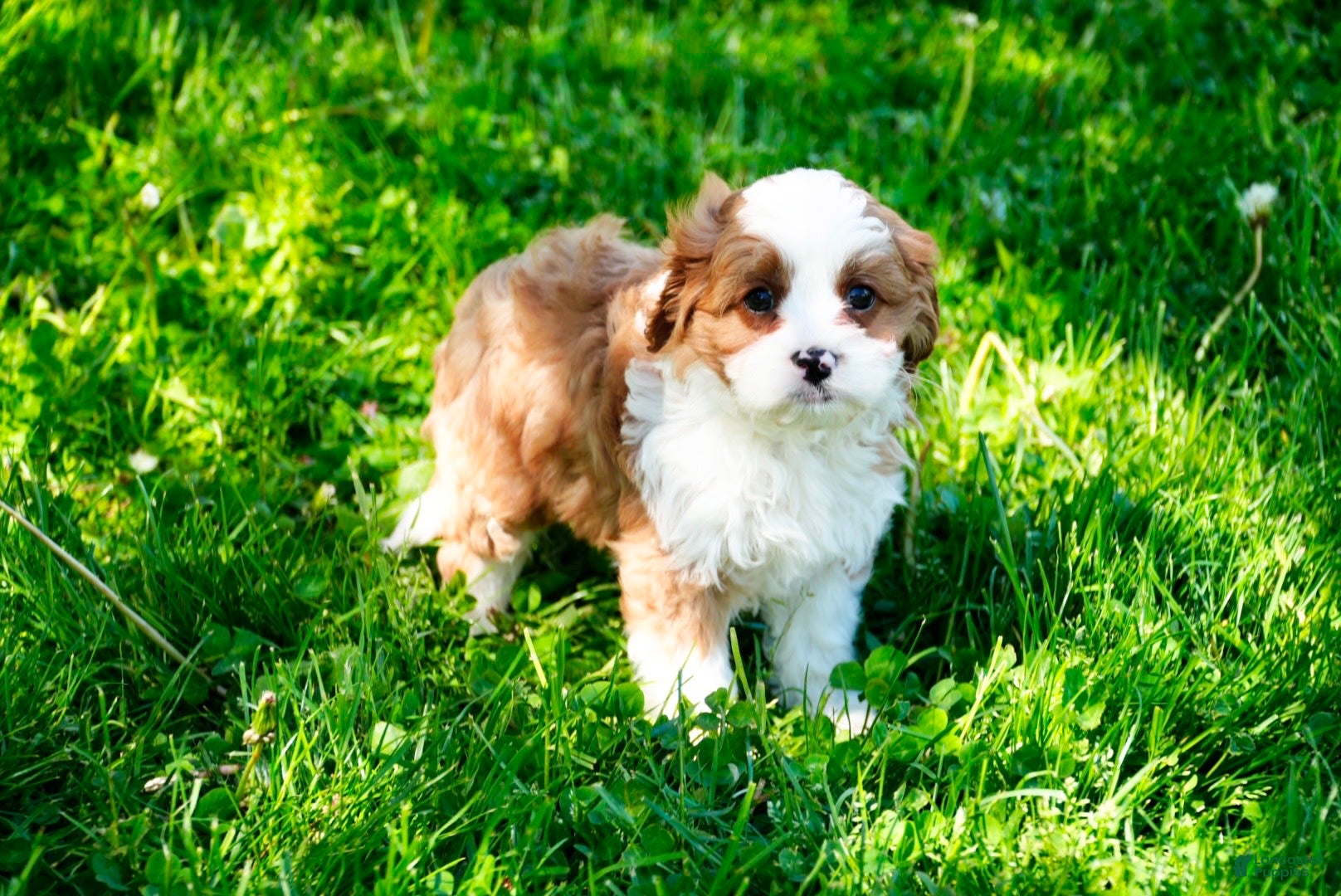 Cavapoo dogs Andy - Ad 1