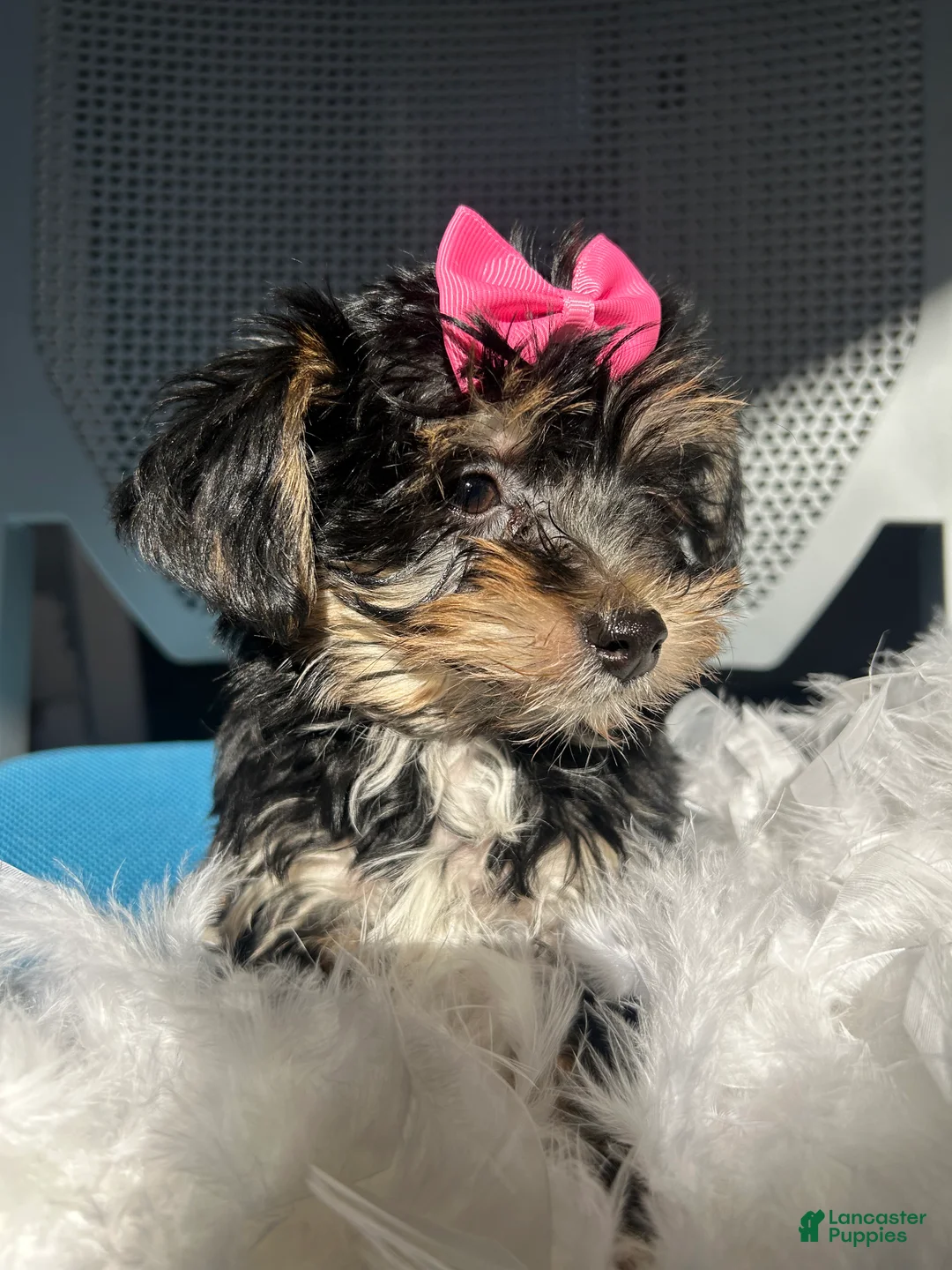 Mixed Breed dogs for sale: Mixed Breed Puppy 5 - Ad 1