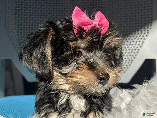 Mixed Breed dogs Mixed Breed Puppy 5 - Ad 31