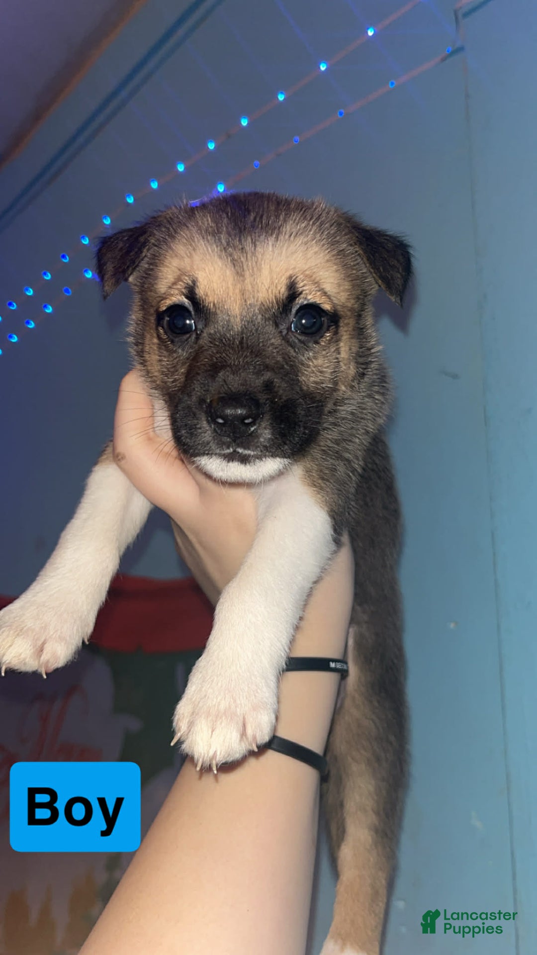 Mixed Breed dogs for sale: Max  - Ad 1