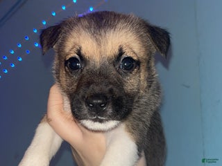Mixed Breed dogs Max - Ad 13