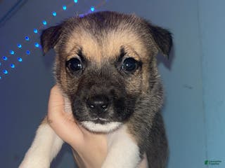Mixed Breed dogs Max - Ad 41