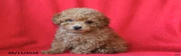 Toy Poodle dogs for sale: Robby - Ad 3