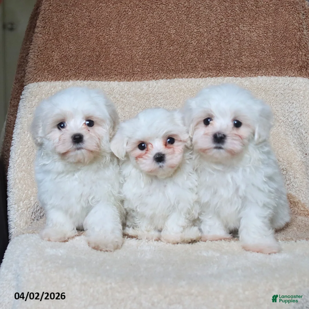 Maltese dogs for sale: Skippy - Ad 2