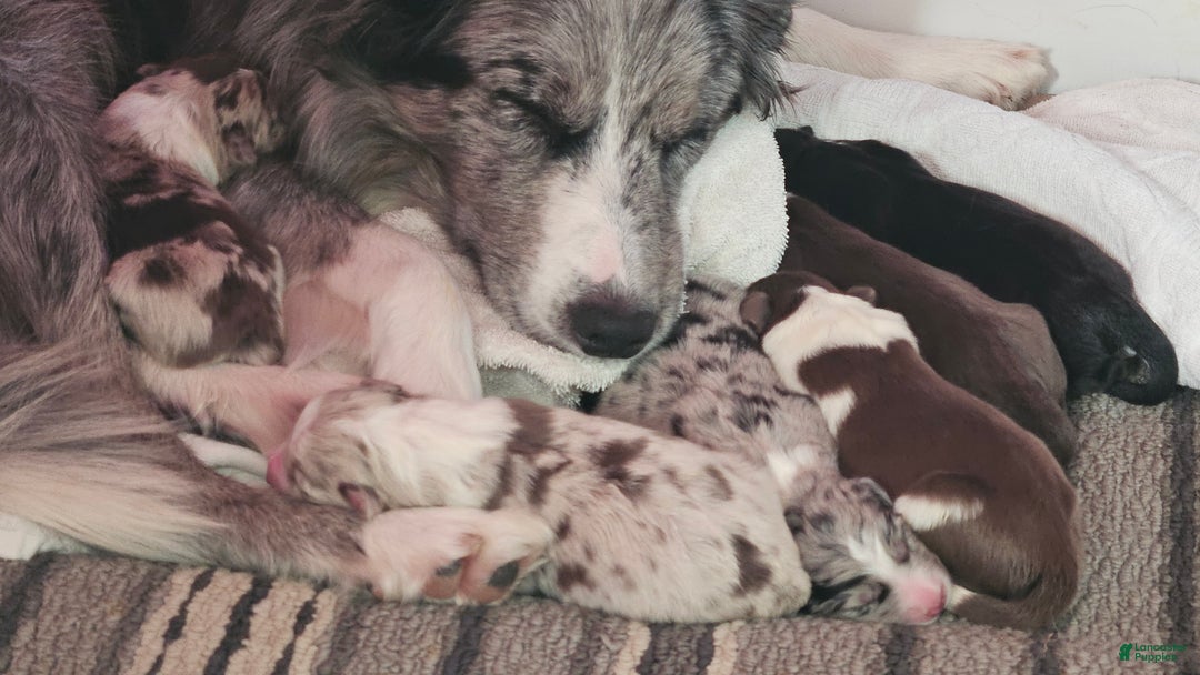 Border Collie dogs for sale: Border Collie Puppy 1 - Red - Ad 15