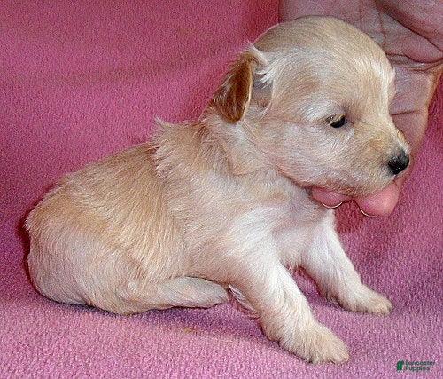 Shihpoo dogs Gidget - Ad 2