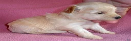 Shihpoo dogs for sale: Gidget - Ad 2