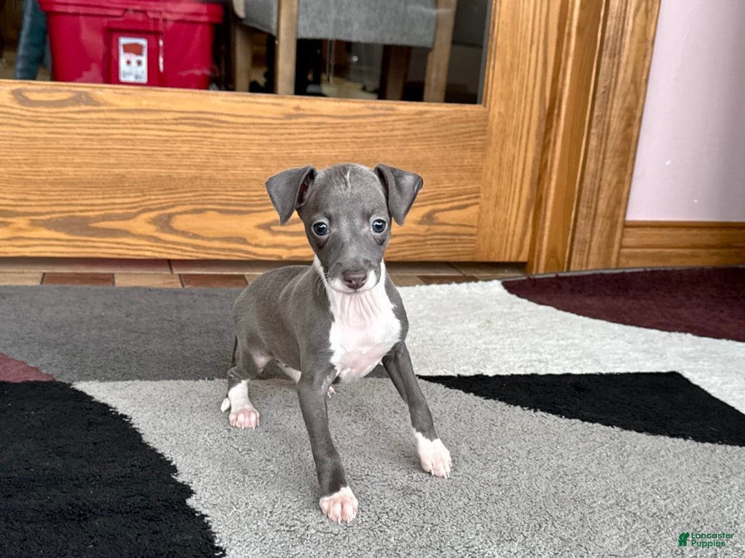 Italian Greyhound dogs for sale: Lila - Ad 5
