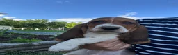 Basset Hound dogs for sale: Jumbo - Ad 1