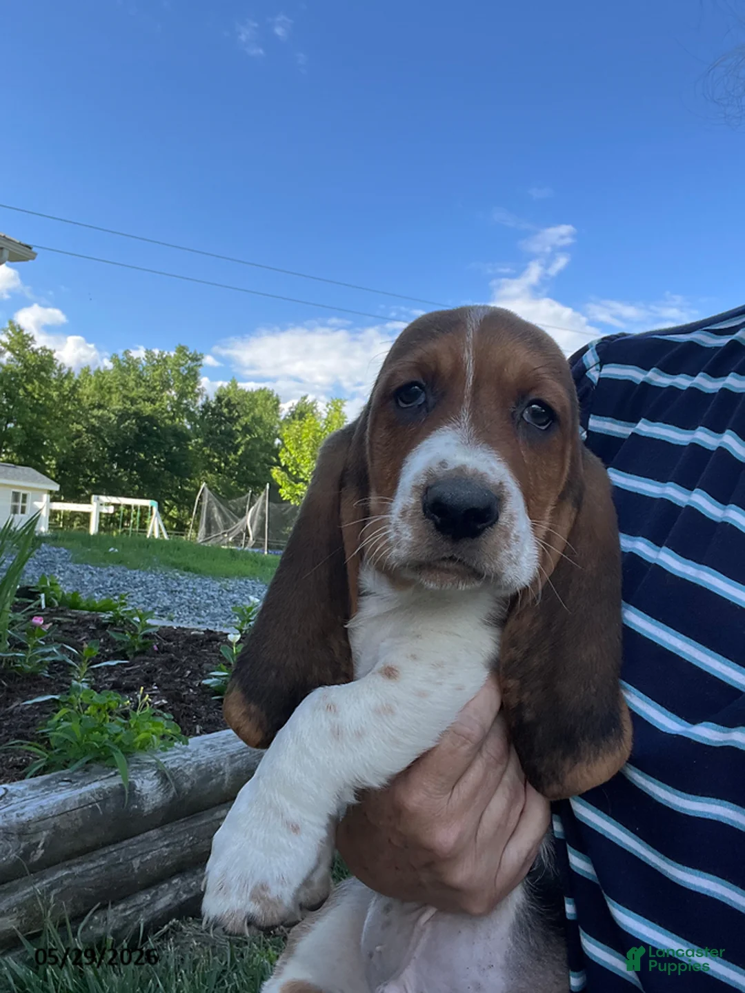 Basset Hound dogs for sale: Jumbo - Ad 1
