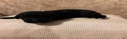 Labradoodle dogs for sale: Cauldron  - Ad 9