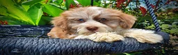 Havapoo dogs for sale: Doodles - Ad 3