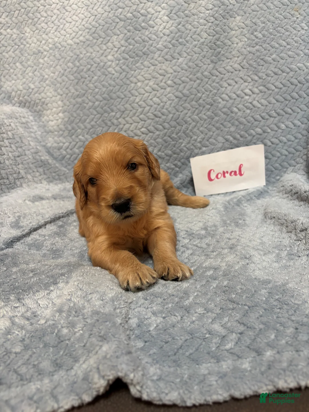 Goldendoodle dogs for sale: Coral - Ad 2