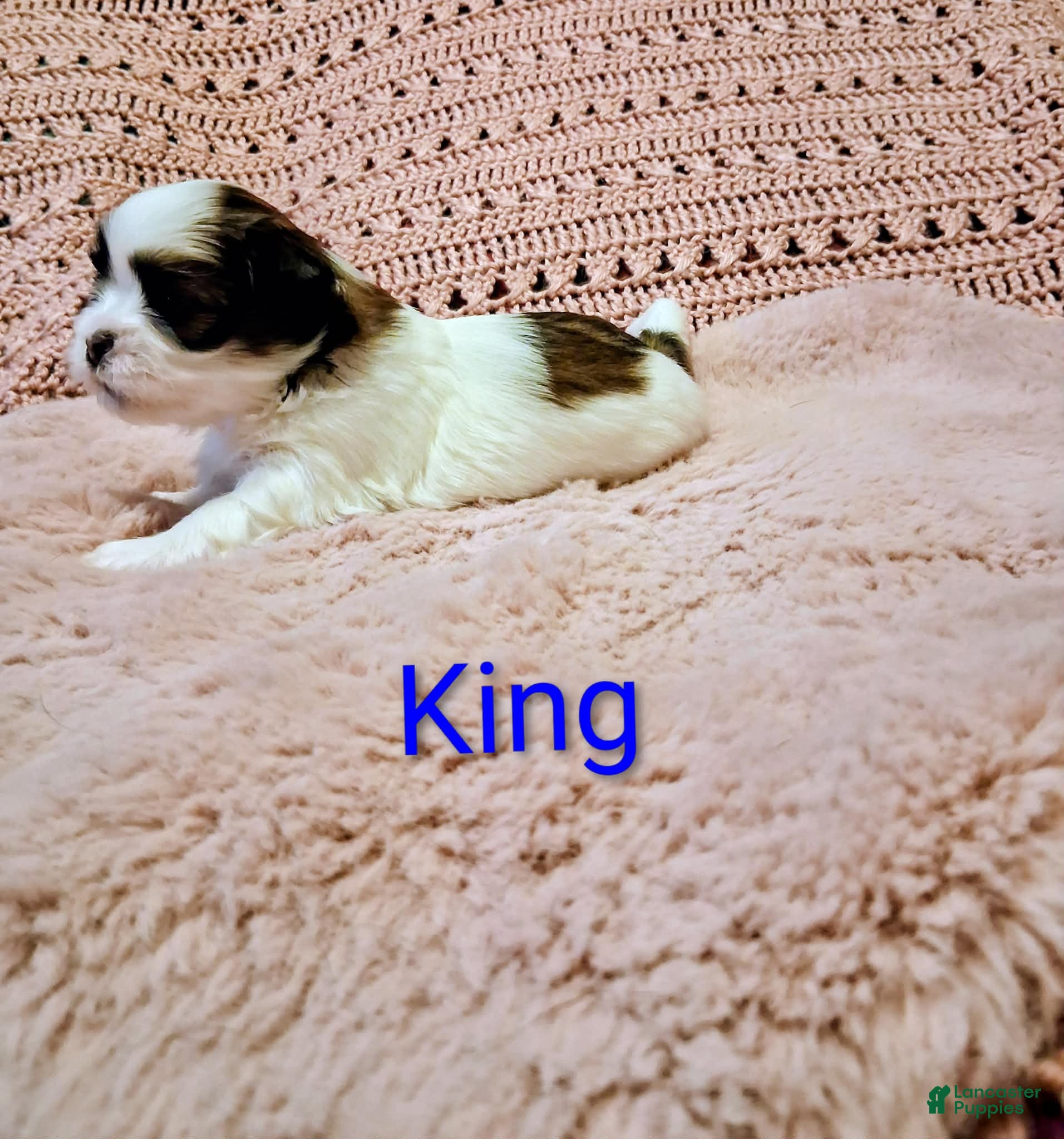 Shih Tzu dogs King  - Ad 2