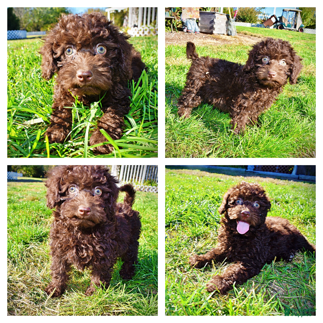 Havapoo dogs for sale: Isabella - Ad 1