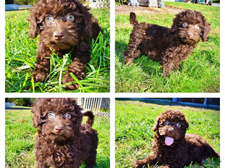 Havapoo dogs Isabella - Ad 42