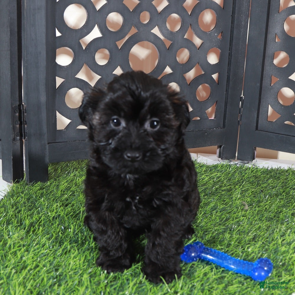 Yorkiepoo dogs Dirk Sleek Black Yorkie-poo Puppy - Ad 1