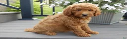 Mini Goldendoodle dogs for sale: Chase - Ad 3