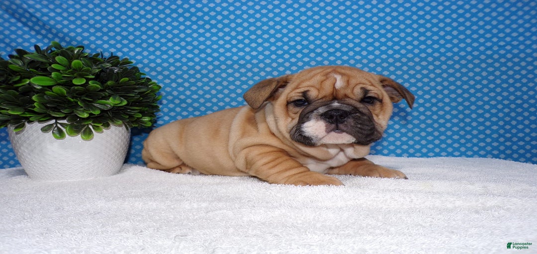 Gallery Image {{count}}