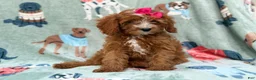 Cavapoo dogs for sale: Buttercup  - Ad 5