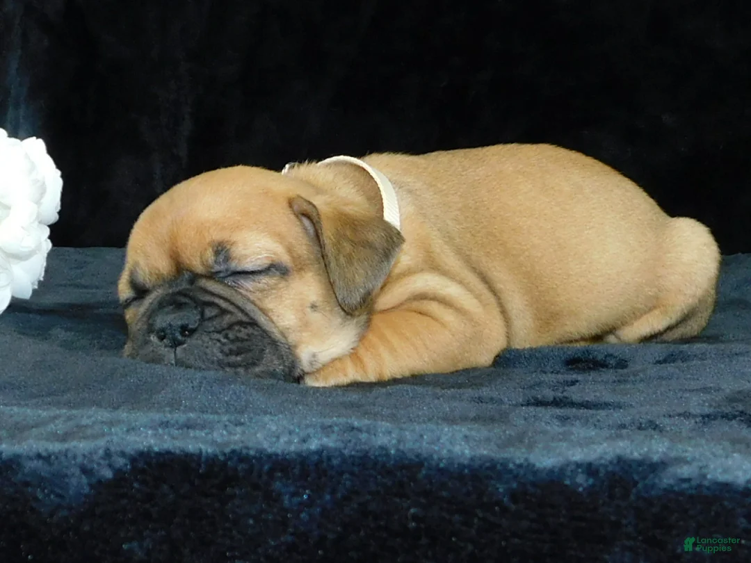 Mixed Breed dogs for sale: Charlie - Ad 2