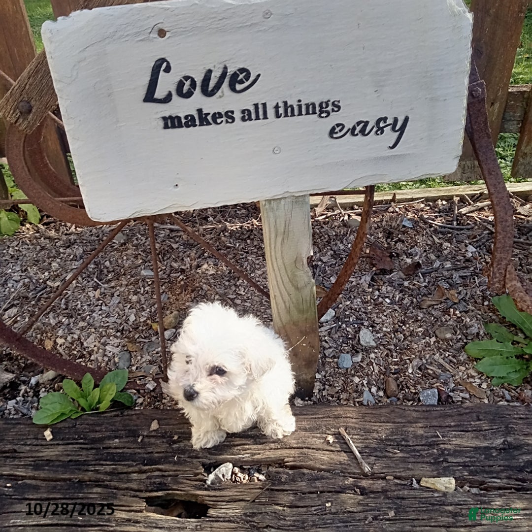 Bichon Frise dogs for sale: Madison - Ad 1