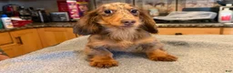 Miniature Dachshund dogs for sale: AKC Russian Ch line - Ad 4