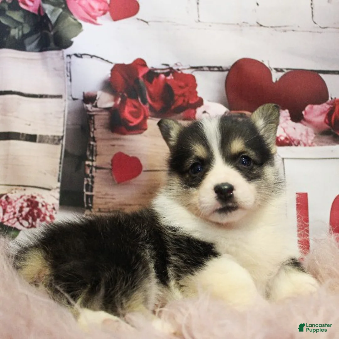 Welsh Corgi Pembroke dogs for sale: Cosmo - Ad 1
