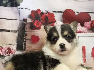 Welsh Corgi Pembroke dogs Cosmo - Ad 27