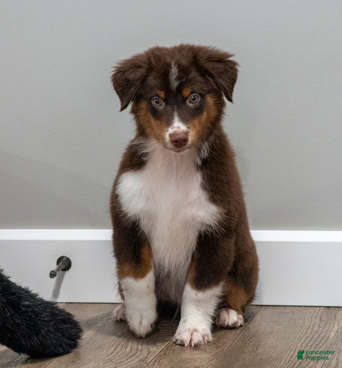 Miniature Australian Shepherd dogs Rugar - Ad 2