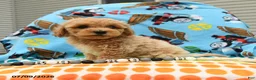 Bichpoo dogs for sale: Curly - Ad 4