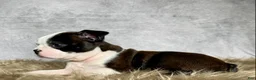 Boston Terrier dogs for sale: Mr. Jax - Ad 7